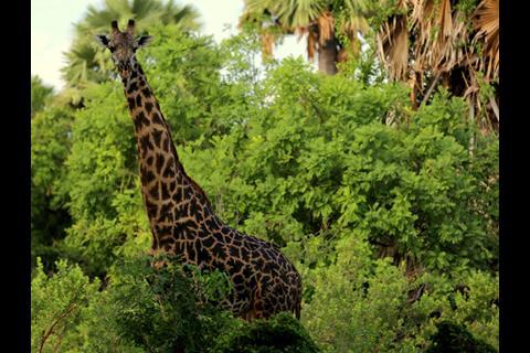 Tanzanian wildlife_giraffe